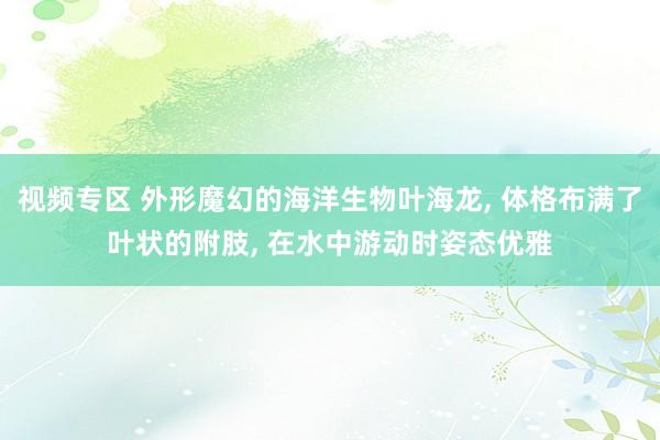 视频专区 外形魔幻的海洋生物叶海龙, 体格布满了叶状的附肢, 在水中游动时姿态优雅