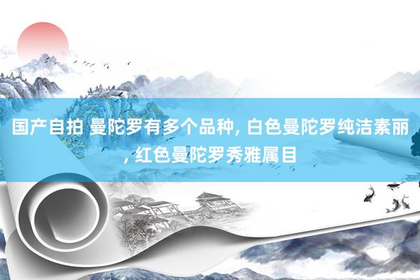 国产自拍 曼陀罗有多个品种, 白色曼陀罗纯洁素丽, 红色曼陀罗秀雅属目